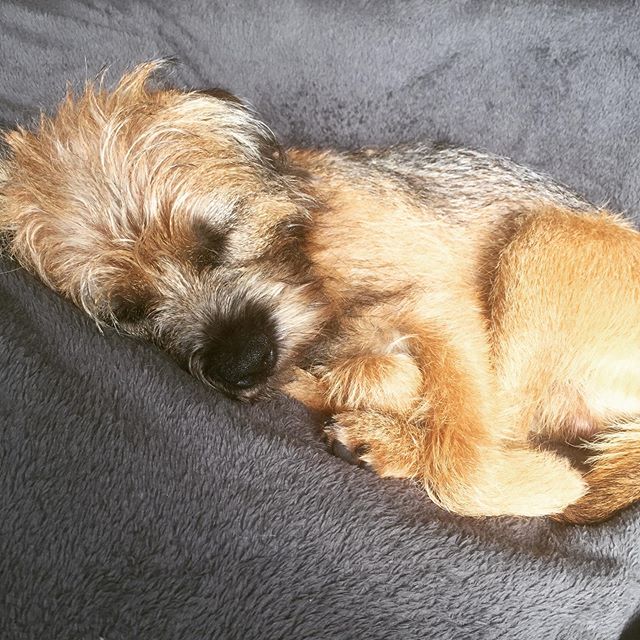 sleeping Border Terrier puppy