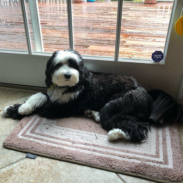 A Tibetan Terrier lying on the carpet behind the glass window