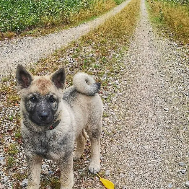 A Norwegian Elkhound puppy standing in the road