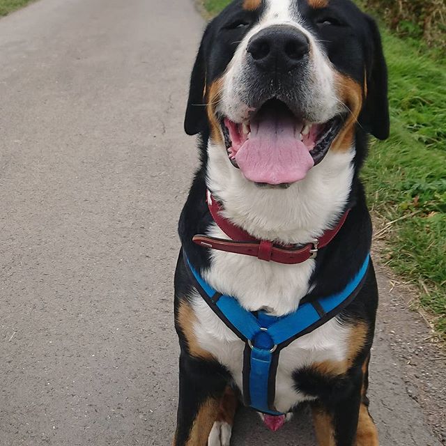 A Great Swiss Mountain Dog sitting on the pavement while smiling with its tongue out