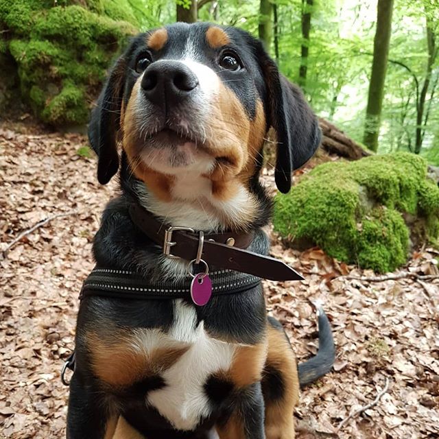 A Great Swiss Mountain puppy sitting on the ground in the forest with its begging face
