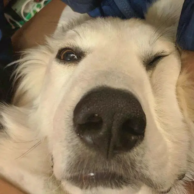 adorable squished face of a Great Pyrenee lying on the bed