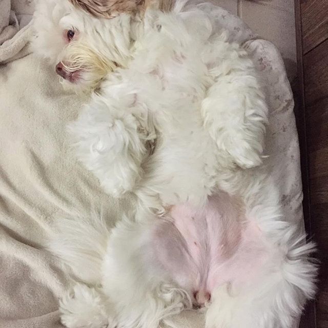 A Lhasa Apso lying on its back with its legs spread out