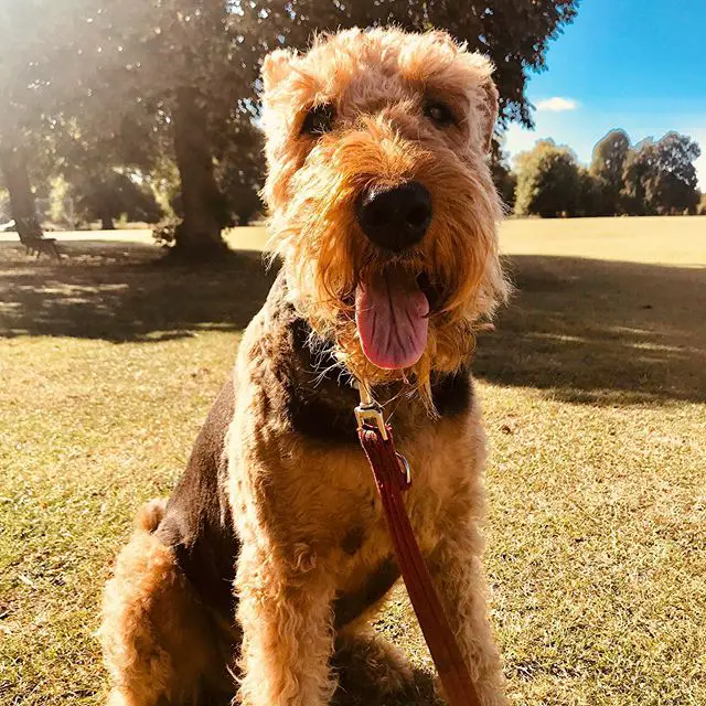 A Airedale Terrier sitting on the grass with its tongue out while under the sun
