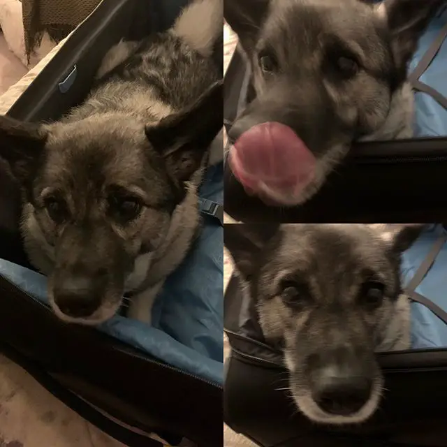 collage photo of a Norwegian Elkhound lying on the bed