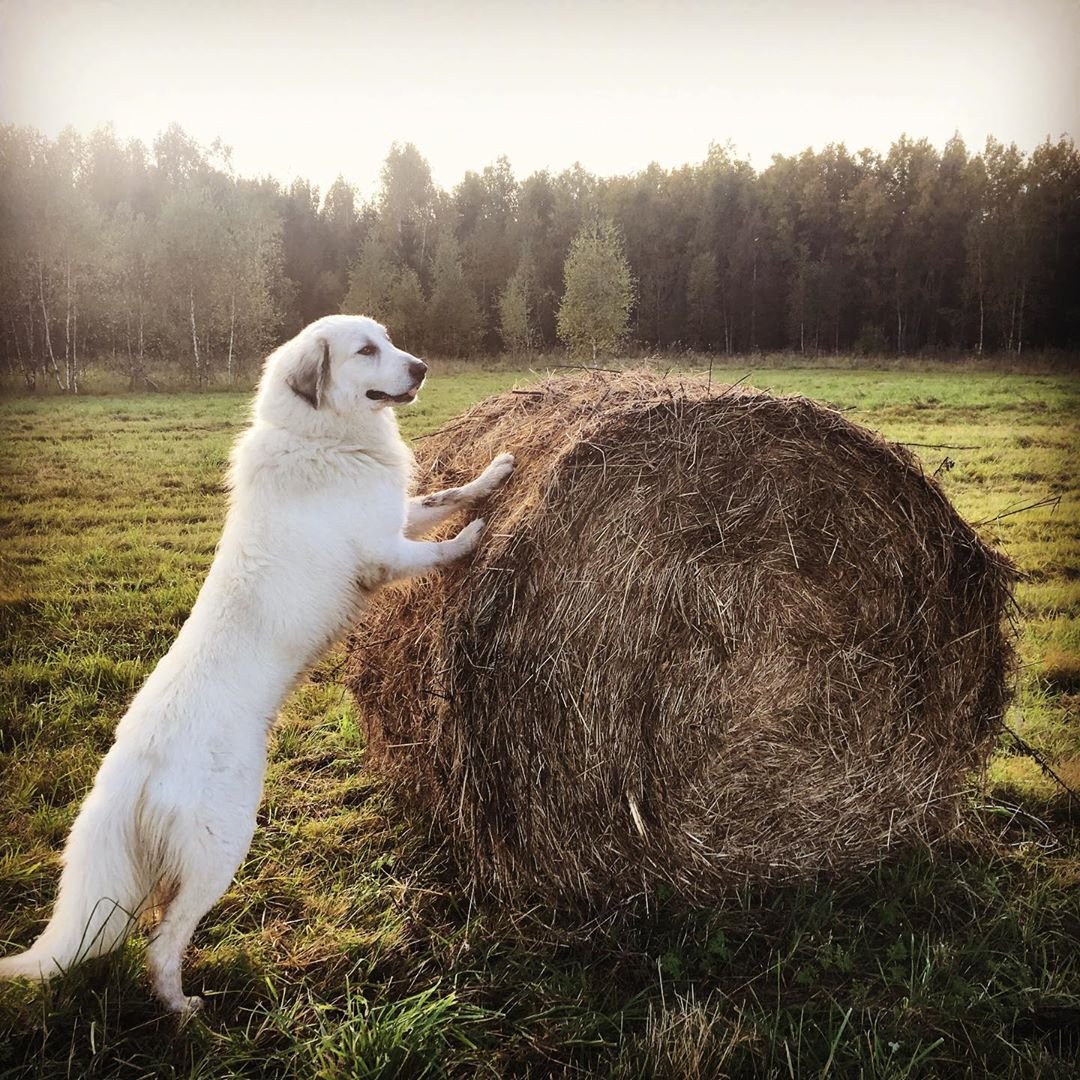 A Great Pyrenee standing up leaning towards the roll of hay