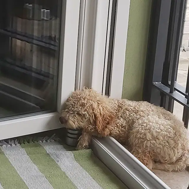 A Brussels Griffon sleeping by the door with its face on top of a bowl