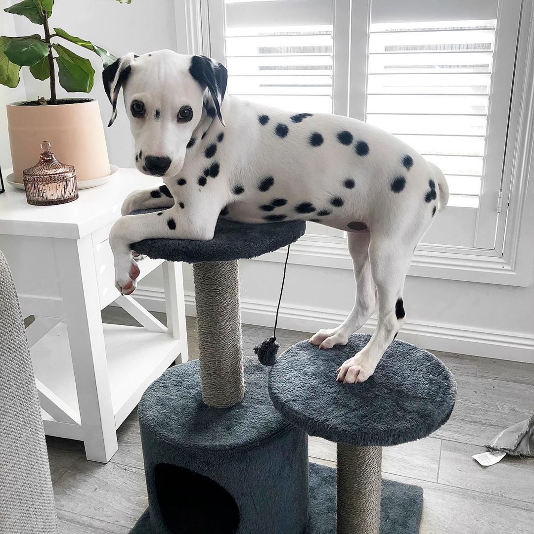 A Dalmatian puppy standing on top of the cat tower