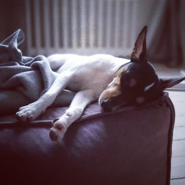 A Toy Fox Terrier sleeping on the couch