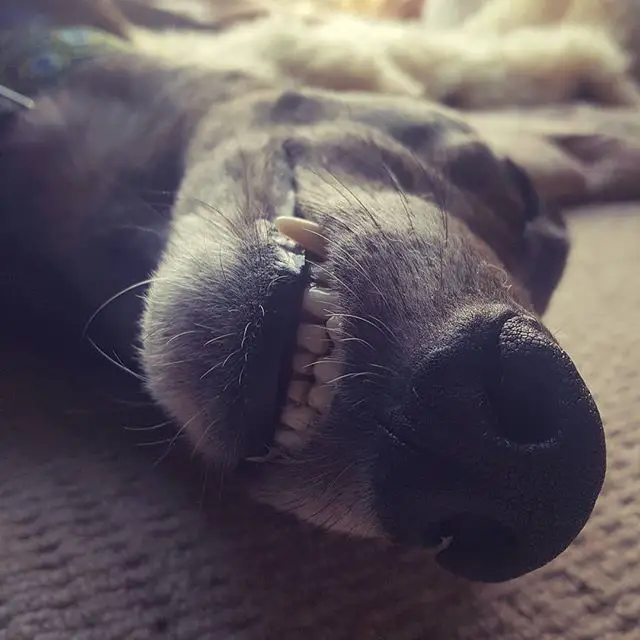 A Greyhound lying on the floor sleeping