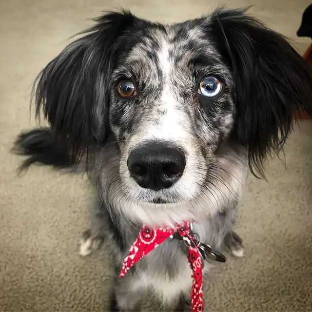 An Australian Shepherd sitting on the floor with its begging face