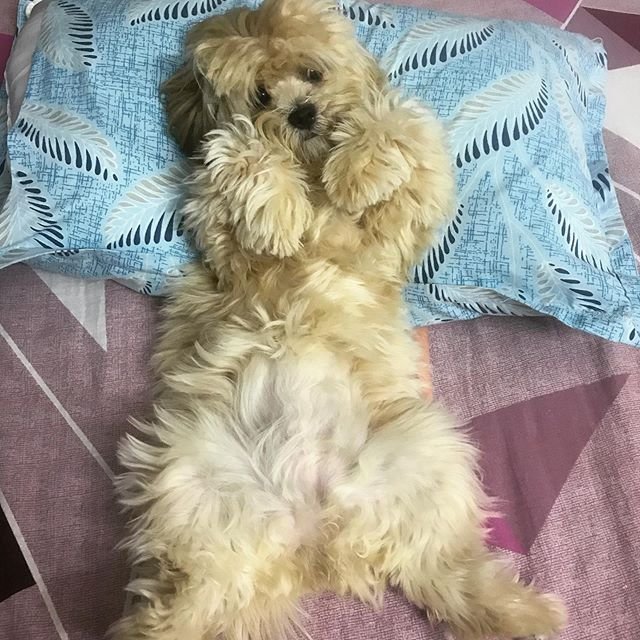 A Lhasa Apso lying on the bed with its head on the pillow