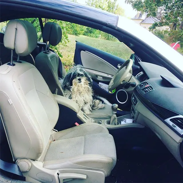 A Tibetan Terrier lying in the driver's seat