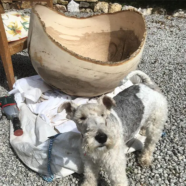 A Fox Terrier standing on the rocks with a large wooden tub behind him