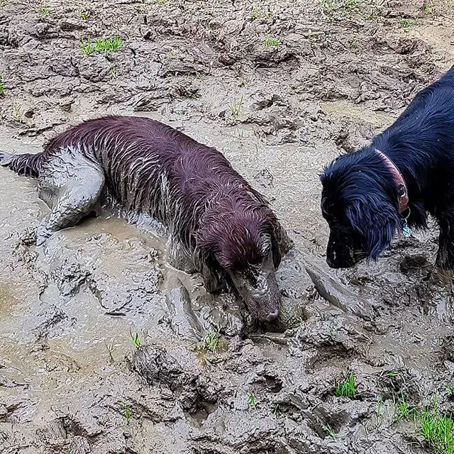 Flat Coated Retriever lying in the mud