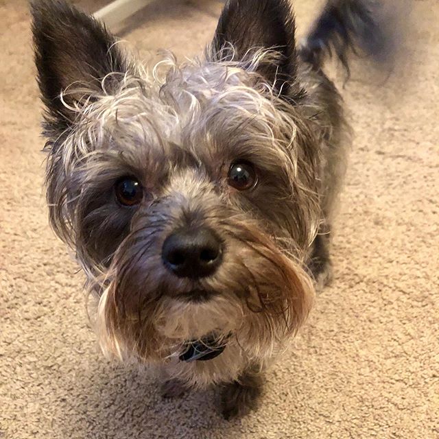 A Cairn Terrier standing on the floor with its begging face