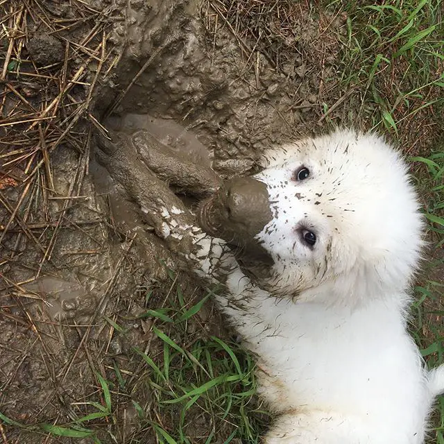 A Great Pyrenee puppy digging a hole in the mud