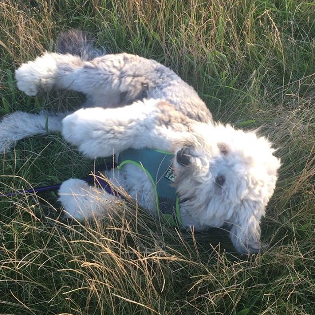 An Old English Sheepdog lying on the field of grass