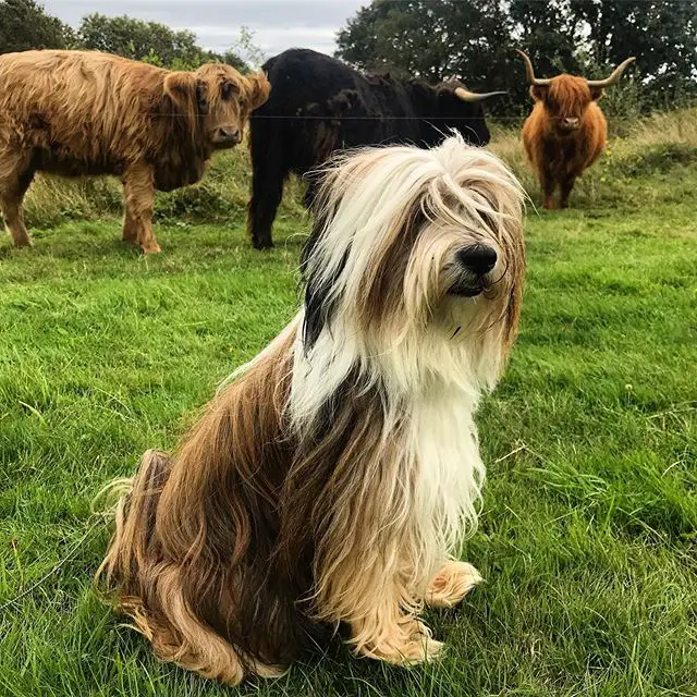 A Tibetan Terrier sitting on the grass with bulls behind him