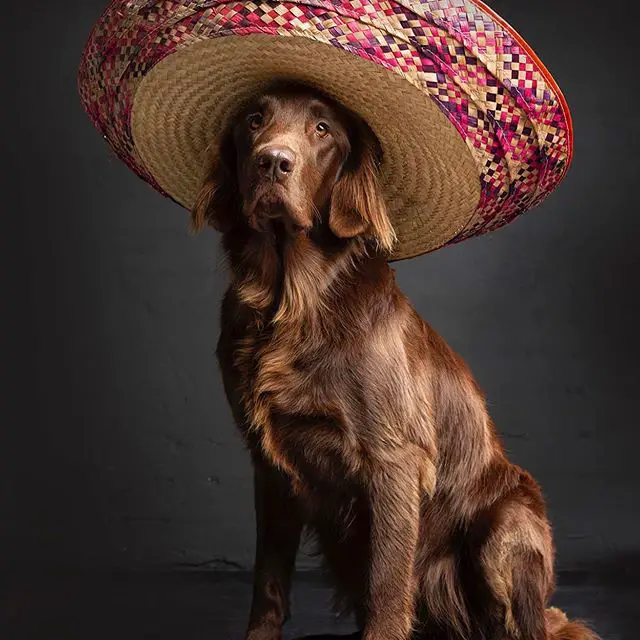 brown Flat Coated Retriever sitting on the floor wearing a big mexican hat