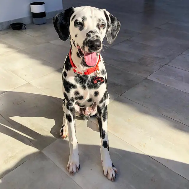 A Dalmatian sitting on the floor under the sunlight
