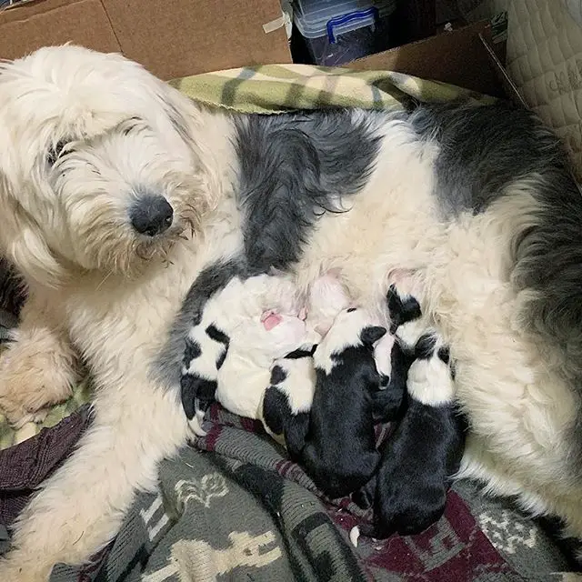 An Old English Sheepdog lying on the bed while her new born puppies are feeding from her