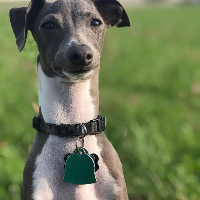 A Greyhound at the park