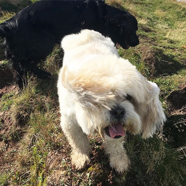A Lhasa Apso standing on the grass under the sun with wind blowing on its fur