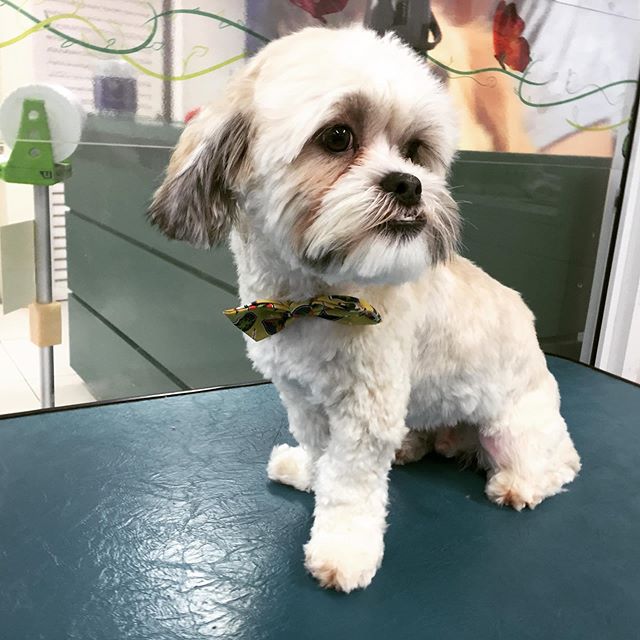 A Lhasa Apso sitting on top of the grooming table while wearing a cute bow tie