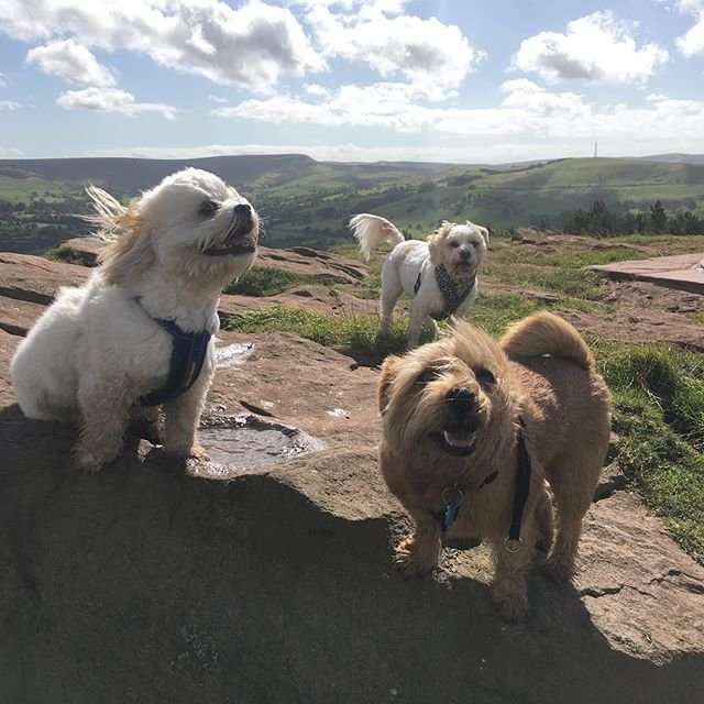 three happy Lhasa Apsos standing on the rocks under the sun