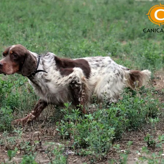 A English Setter running in the field of grass