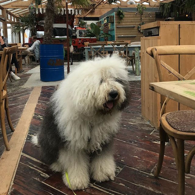 An Old English Sheepdog sitting on the floor at the restaurant