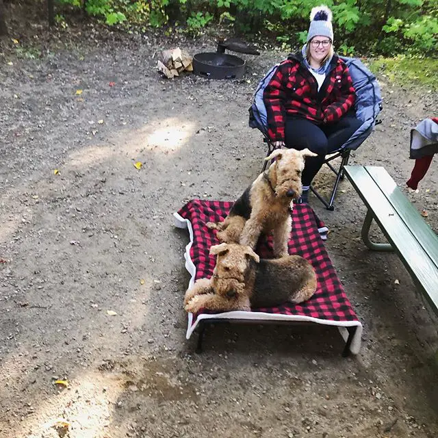 two Airedale Terriers on top of the their bed while camping in the forest