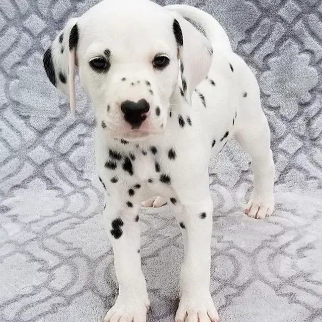 A Dalmatian puppy standing on the couch