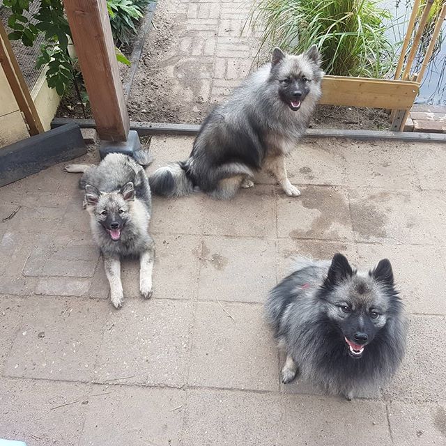 three Keeshonds outside the house while smiling