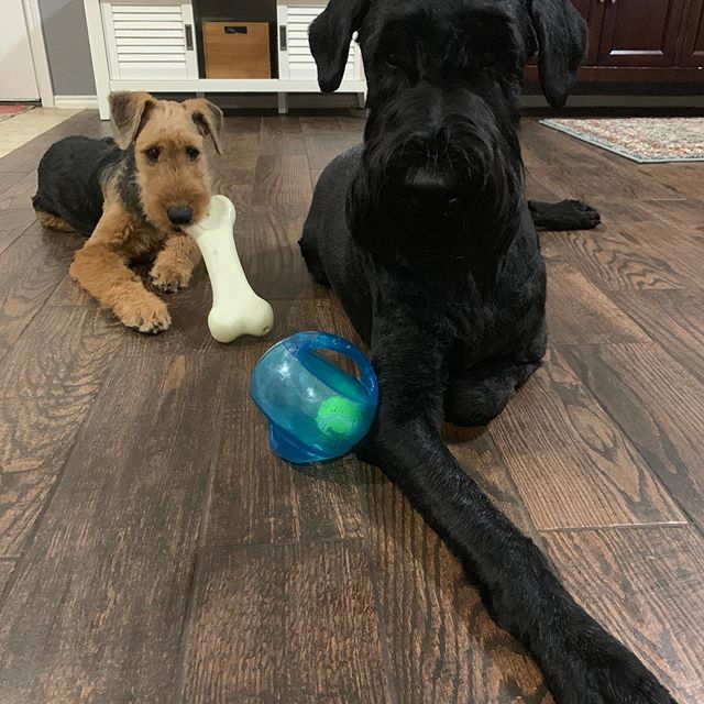 A Airedale Terrier puppy with a bone chew toy in its mouth while lying on the floor next to a black schnauzer