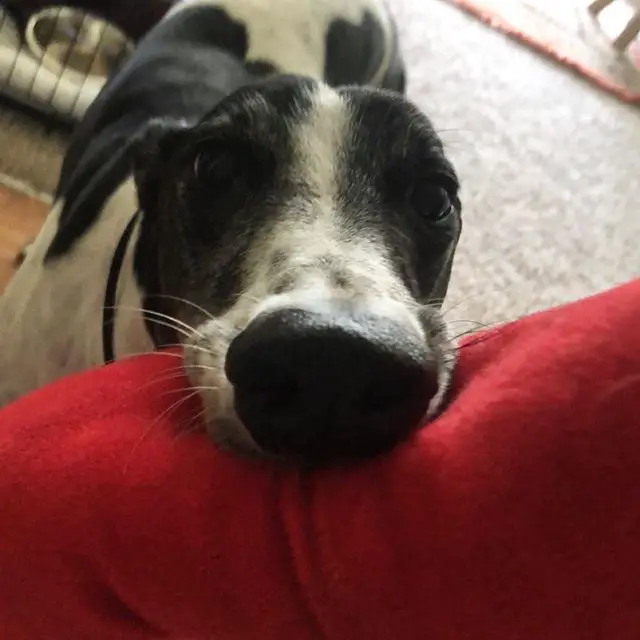 A Greyhound standing on the floor with its begging face on top of the couch