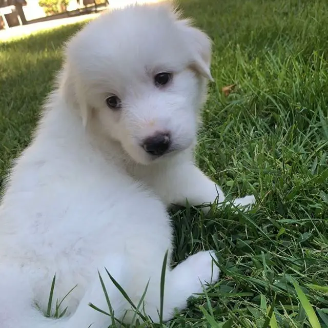 A Great Pyrenee puppy sitting on the grass in the yard