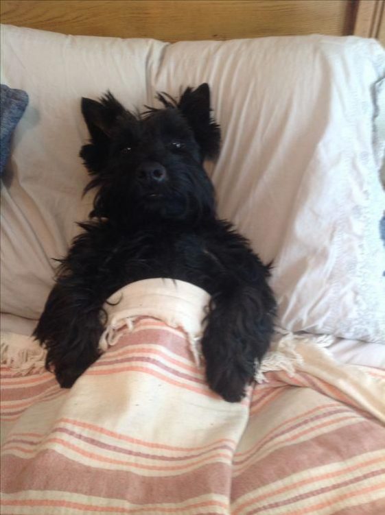 black Schnauzers in bed