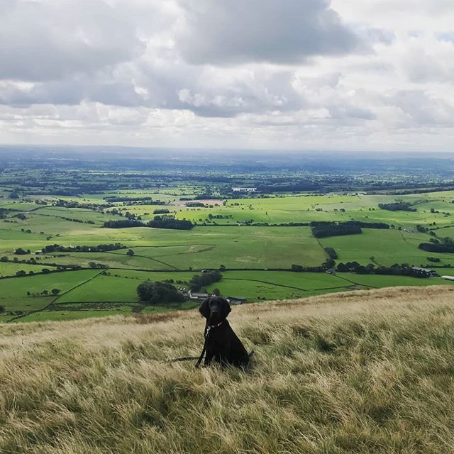 black Flat Coated Retriever sitting in the field of green grass