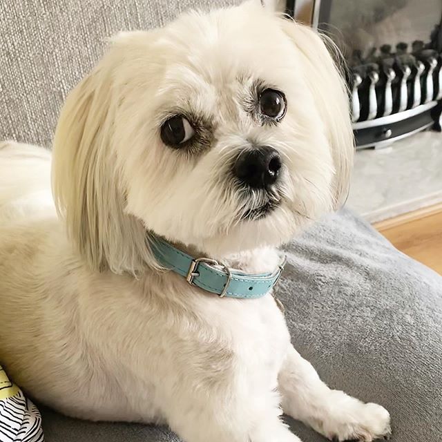 A Lhasa Apso lying on the couch