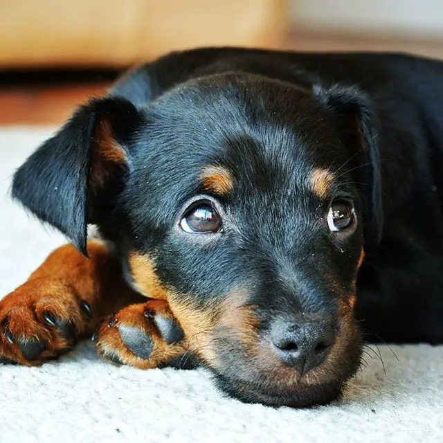 A Jagdterrier puppy lying on the floor with its sad face