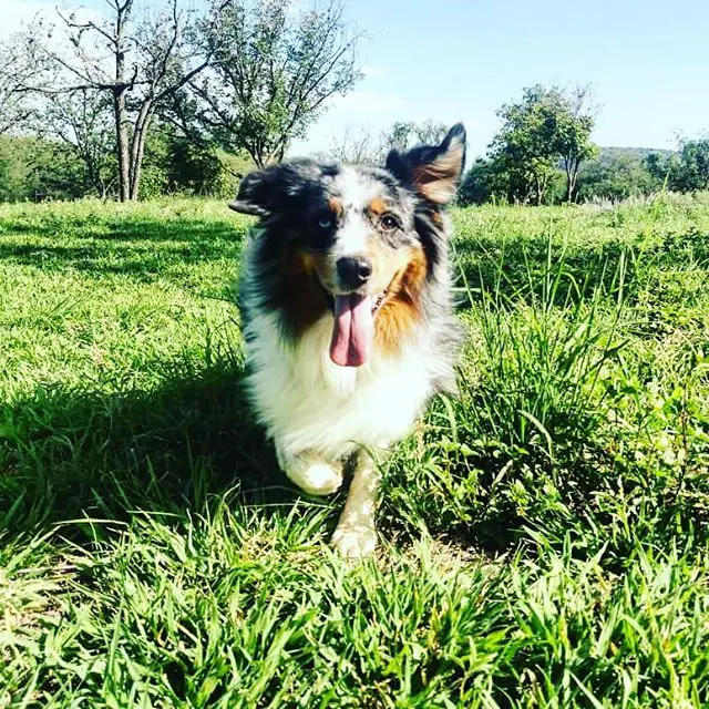 An Australian Shepherd running in the field with its tongue sticking out