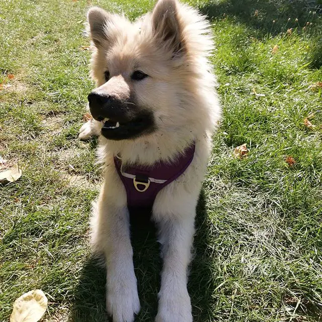 A Keeshond sitting on the grass under the sun