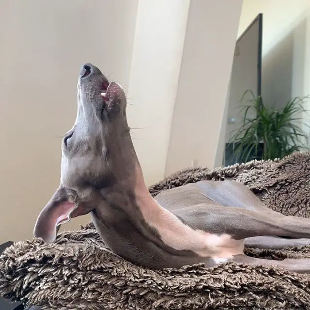 A howling Greyhound while lying on its bed