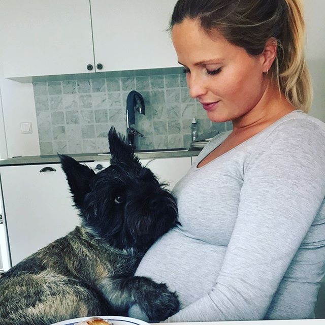 A Cairn Terrier sitting on the lap of the pregnant woman