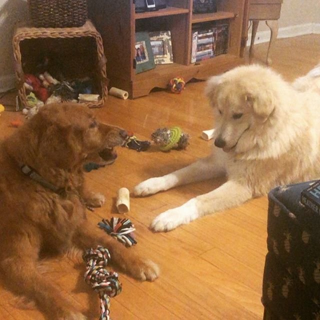 A Great Pyrenee lying on the floor in front of an angry dog