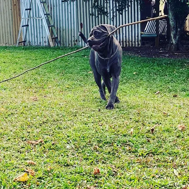 A Neapolitan Mastiff walking in the yard with a long stick in its mouth