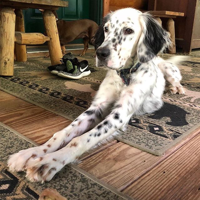 An English Setter lying down on the carpet with stretching out its front legs
