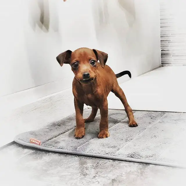 A Miniature Pinscher standing on top of the carpet in the bathroom